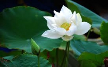 Không phải là sửa đổi hay chấp nhận